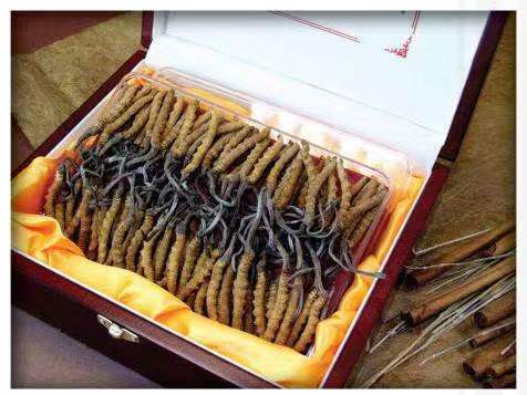 耒阳冬虫夏草回收